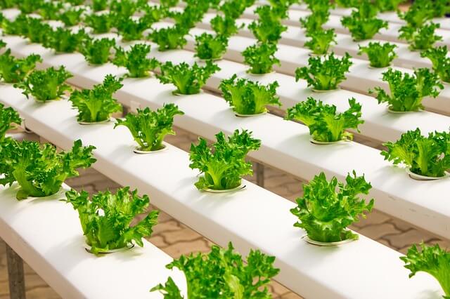 Hydroponic Production System and the principal of Plant Nutrition