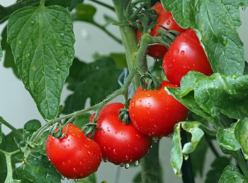 How to Grow Tomatoes in a Vegetable Garden?