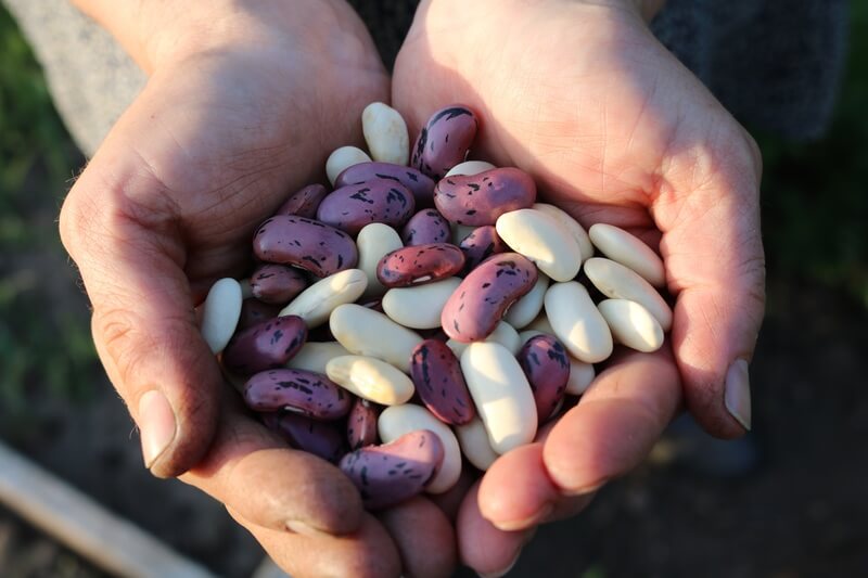How to Grow Beans: Full Guide to Growing Beans Successfully