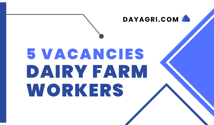 5 Vacancies Dairy Farm Workers United Kingdom