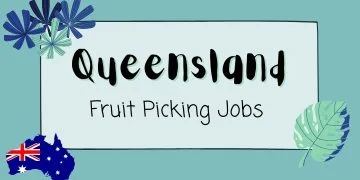 Fruit Picking Jobs in Queensland offers fruit picking jobs in Queensland, farm jobs, fruit picker, fruit picking jobs in Australia. Check our fruit picking jobs today!