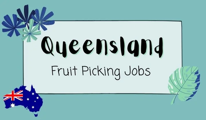  Fruit Picking Jobs in Queensland offers fruit picking jobs in Queensland, farm jobs, fruit picker, fruit picking jobs in Australia. Check our fruit picking jobs today!