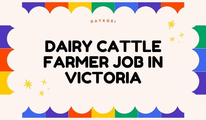 Dairy Cattle Farmer jobs in Australia. Find the best precision agriculture technician, farm army jobs in Australia 