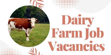 dairy management inc careers, Dairy farm Job has a range of sargento cheese careers,western dairy transport driver jobs available. Get a milk run jobs and milk hauling owner operator in Australia.