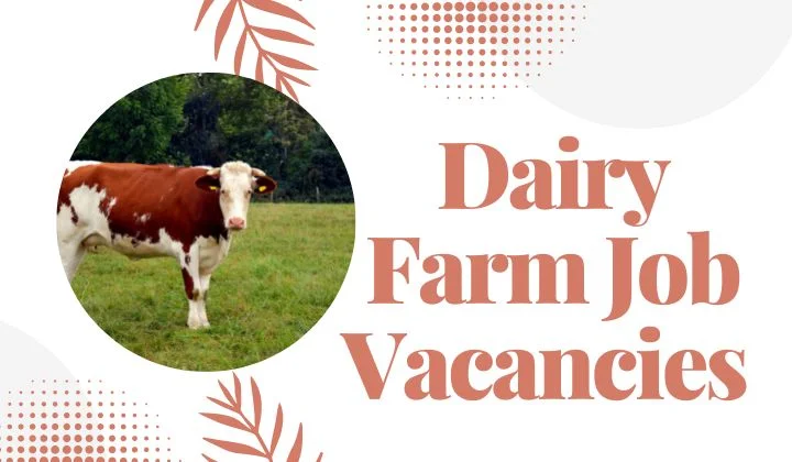 Dairy Farm Job Vacancies 