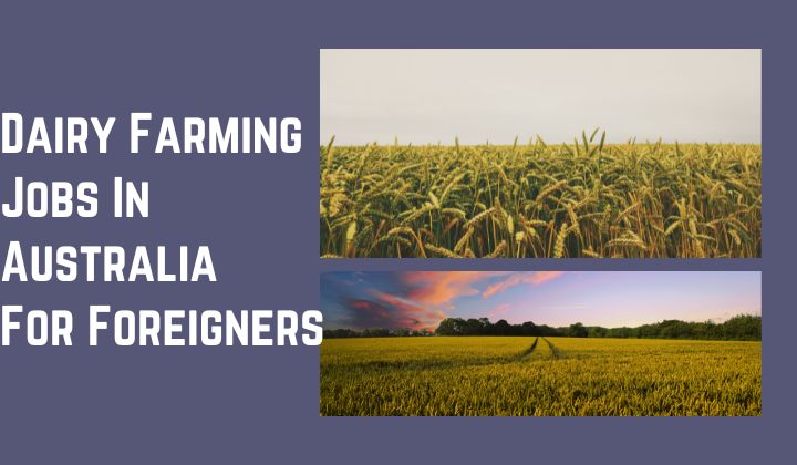 Dairy Farming Jobs In Australia For Foreigners Find More Dairy Farming jobs in Australia, Check out more Agriculture Jobs Apply Now