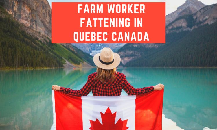 Farm Worker Fattening in Quebec Canada In Quebec, Canada, there is a farm worker called the "Fattening". Farm Jobs in Canada