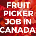 Fruit Picker Job in Canada lmia