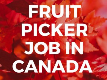 A fruit picker job in Canada might be just what you are looking for. There are a lot of fruit picker jobs in Canada.