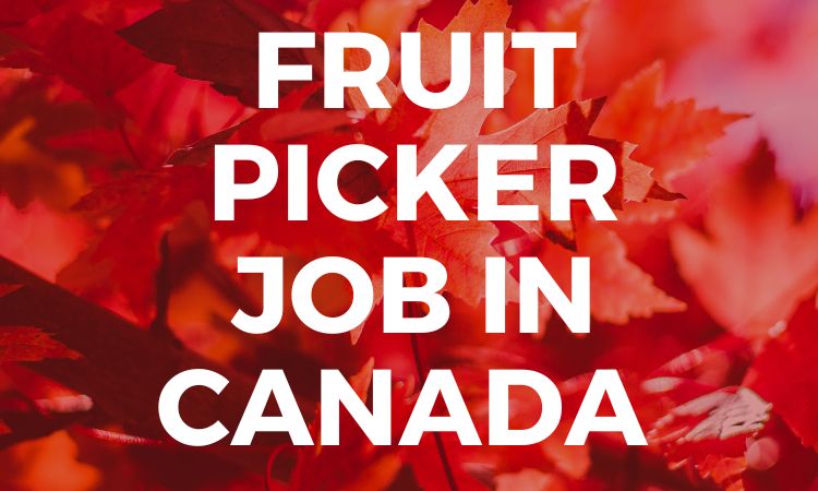A fruit picker job in Canada might be just what you are looking for. There are a lot of fruit picker jobs in Canada.