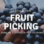 he challenges and opportunities of the Filipino fruit picker migrant