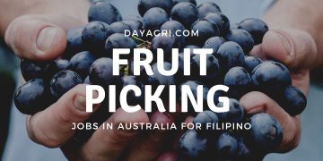 he challenges and opportunities of the Filipino fruit picker migrant