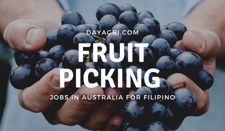 Fruit Picking Jobs In Australia For Filipino