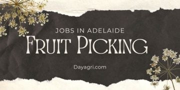 Fruit Picking Jobs in Adelaide: Pickers Premier Fresh Australia Adelaide SA; Check all our fruit picking vacancies in Adelaide Apply Now!