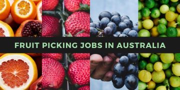 Fruit pickers are needed in Australia. Find fruit picking jobs in Australia, fruit picking jobs, and fruit picking jobs in Australia.