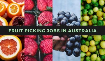 Fruit pickers are needed in Australia. Find fruit picking jobs in Australia, fruit picking jobs, and fruit picking jobs in Australia.