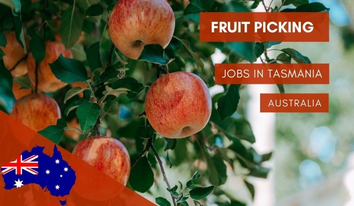 Fruit Picking Jobs in Tasmania
