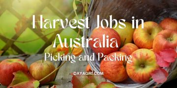 Harvest Jobs in Australia Picking and Packing offers the best jobs in Australia. Check out our job listings by searching our website.