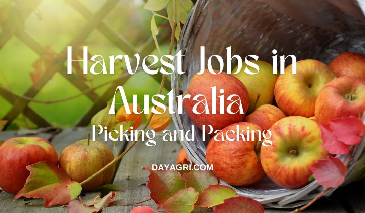 Harvest Jobs in Australia Picking and Packing offers the best jobs in Australia. Check out our job listings by searching our website.