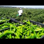 General Farm Worker Jobs In Canada For Foreigners
