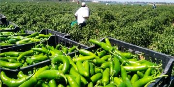General Farm Worker Jobs In Canada For Foreigners
