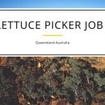 Lettuce Picker Job in Queensland Australia