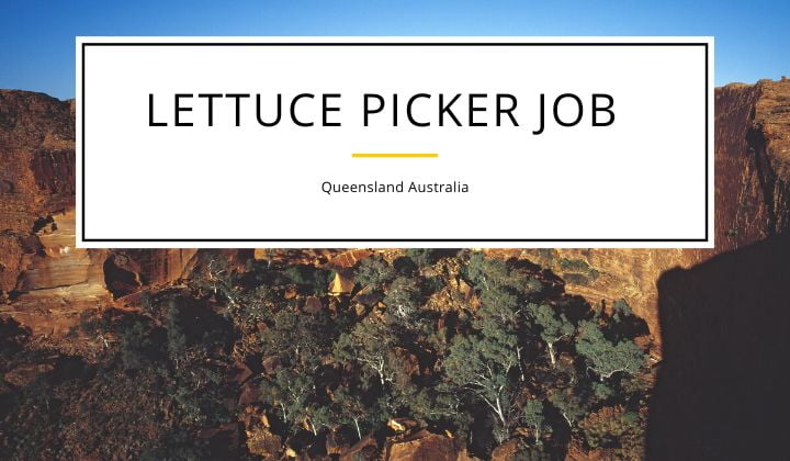silver fern farms jobs, underwriter state farm, I was offered a Lettuce Picker Job in Queensland Australia. I was hesitant at first because it was a seasonal job, but the money was too good to pass up.