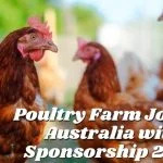 Looking for poultry Farm Jobs in Australia? Get a job on a Poultry Farm Jobs in Australia, Poultry Shed Attendant.