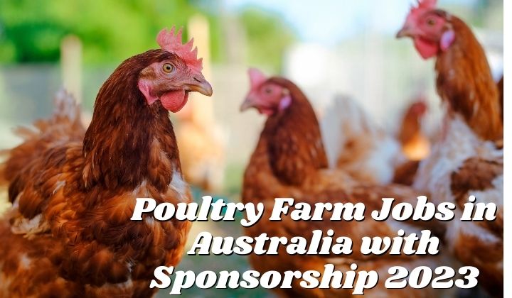 Poultry Farm Jobs in Australia with Sponsorship 2023