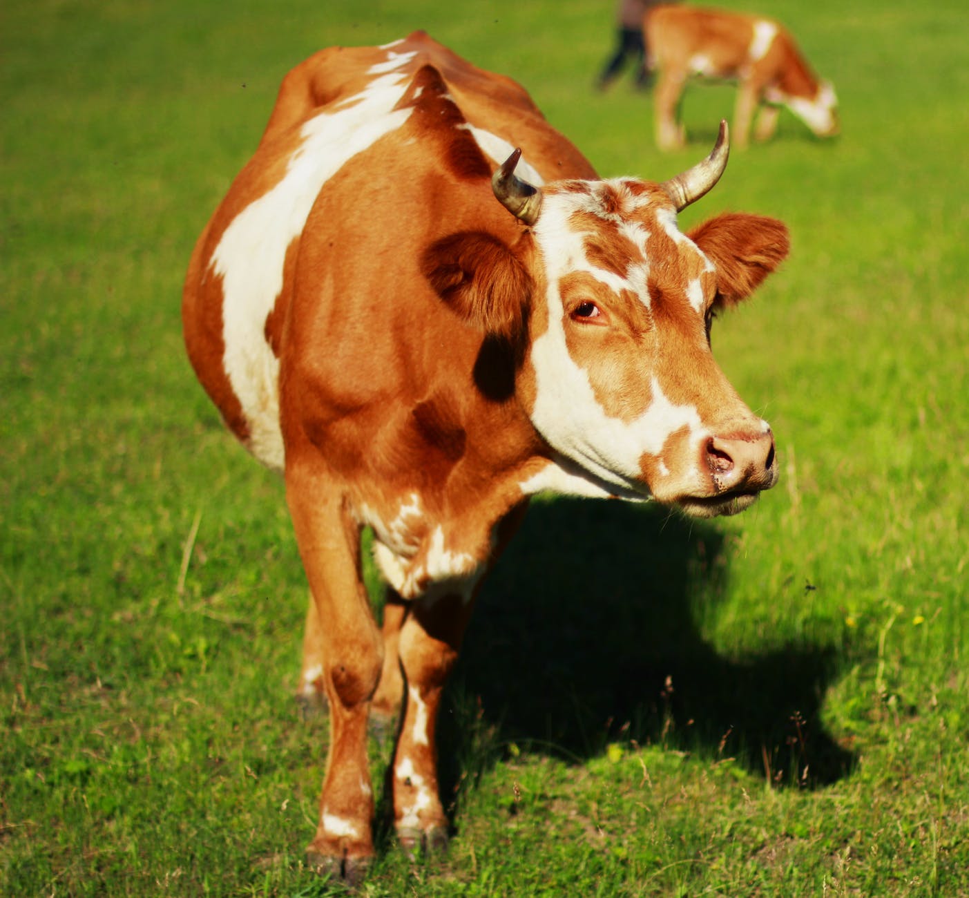 cow on field Dairy Farm Worker By Hardenberg & Sons Farm Management Ltd