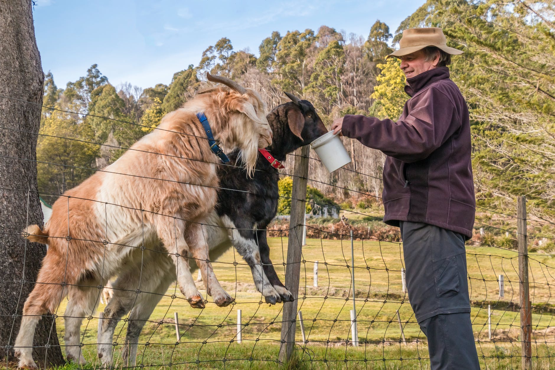 man feeding goats