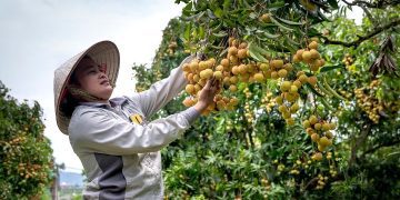 Fruit Picking Jobs Near me Australia