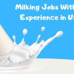Milking Jobs Without Experience in USA