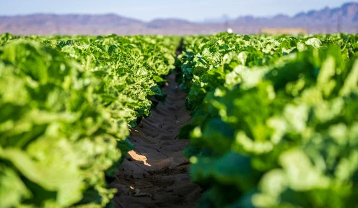 Want a Farm Job? Here Are Some Options in Your Area