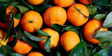 Orange Picking Jobs