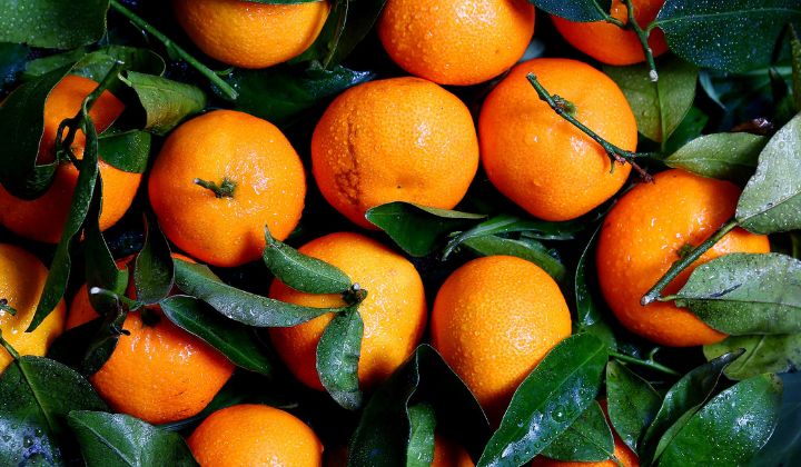 Orange Picking Jobs NSW