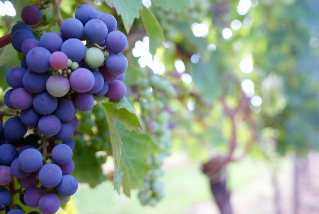 Grape Pickers Needed in Busselton, Western Australia