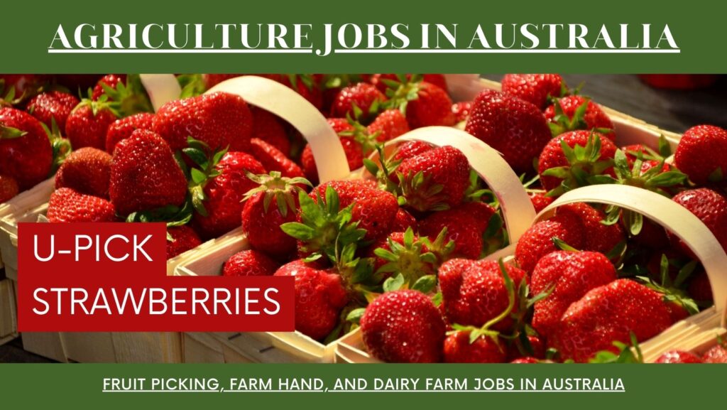 Fruit Picking Job in South Australia