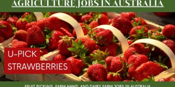 Fruit Picking Job in South Australia