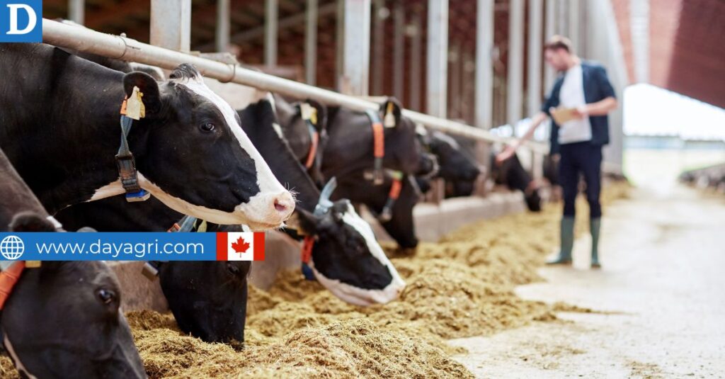Dairy Farm Worker Canada