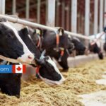Dairy Farm Worker Canada