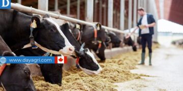 Dairy Farm Worker Canada