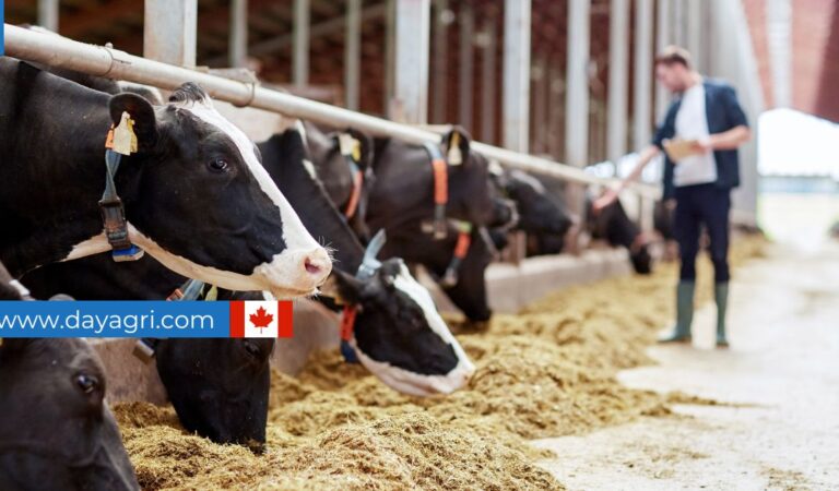 Dairy Farm Worker Canada