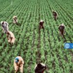 Now Hiring General Laborers for the Upcoming Harvest Season