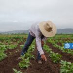 Farm Work Near me in USA