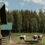 Dairy Cattle Farm