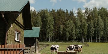 Dairy Cattle Farm