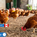 Barn Workers Needed in Canada - LMIA Pending for Foreign Workers