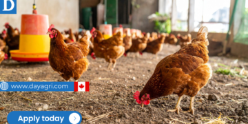 Barn Workers Needed in Canada - LMIA Pending for Foreign Workers