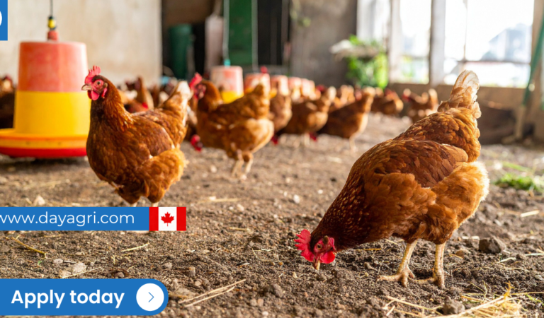 Barn Workers Needed in Canada – LMIA Pending for Foreign Workers